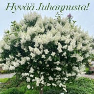 Hyvää Juhannusta