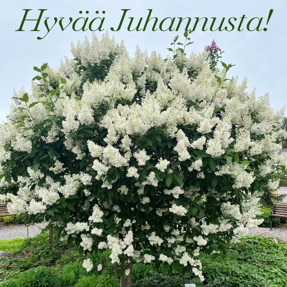 Hyvää Juhannusta